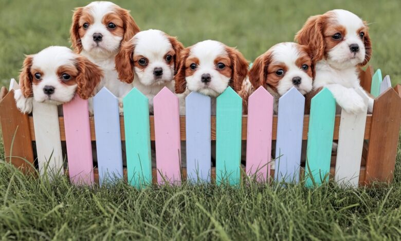 Клонирование домашних питомцев