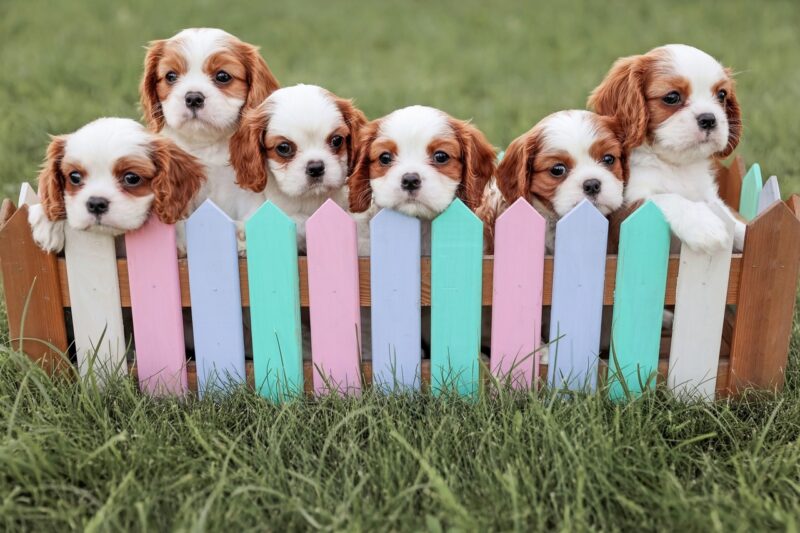 Клонирование домашних питомцев