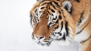 Как тигр в Гродненском зоопарке покоряет снежные просторы