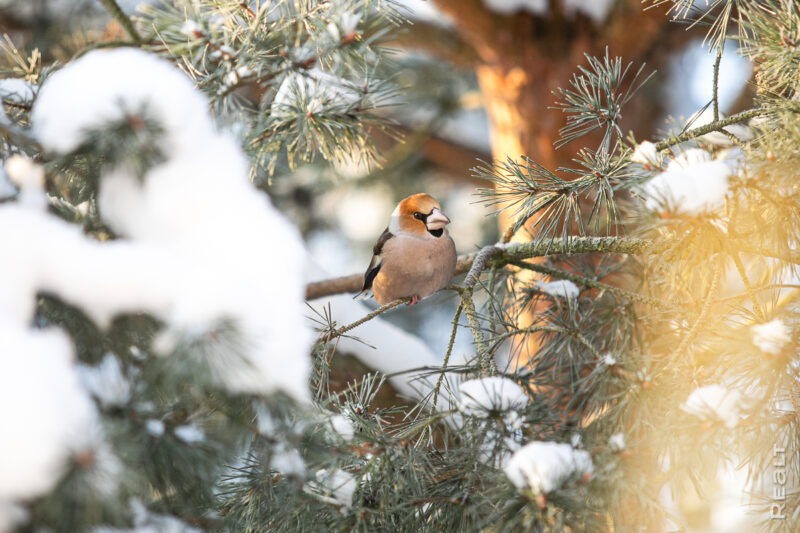Фотоподборка зимних птиц