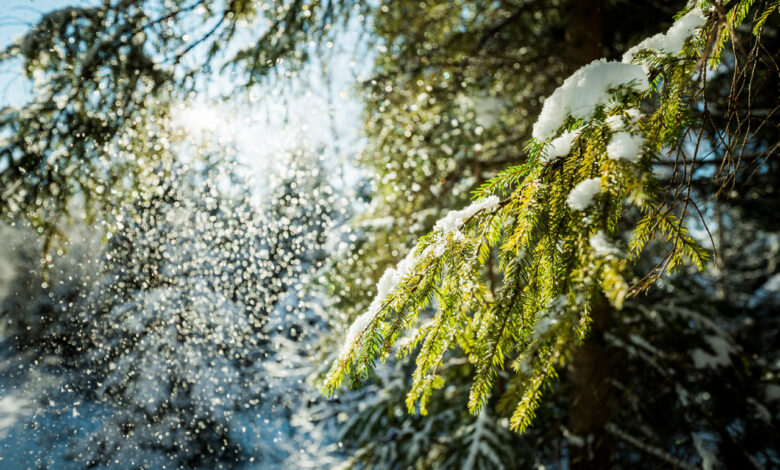 Оттепель или морозы?