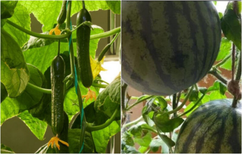 Как в Антарктиде удалось