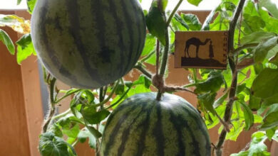 Как в Антарктиде удалось