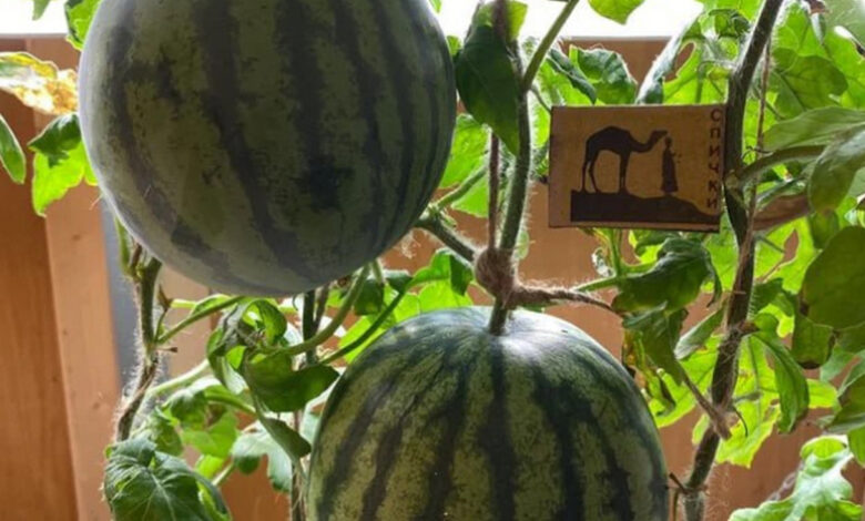 Как в Антарктиде удалось