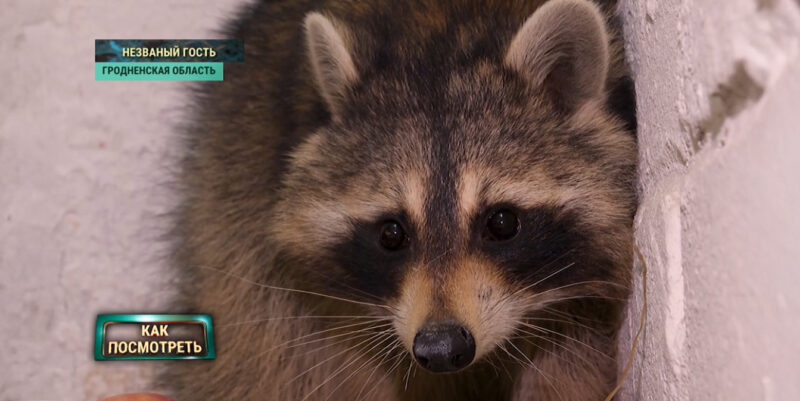 Что стало с енотом-«зайцем»
