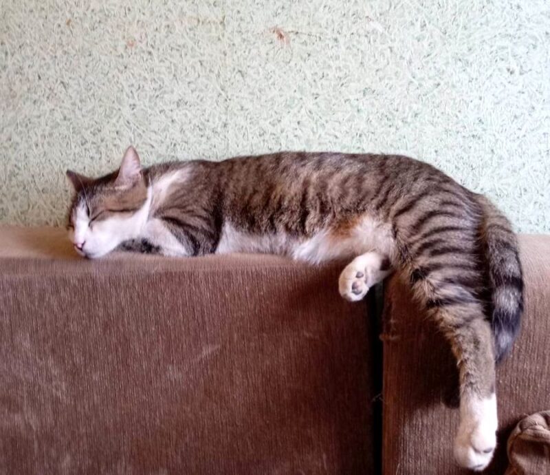 история кота