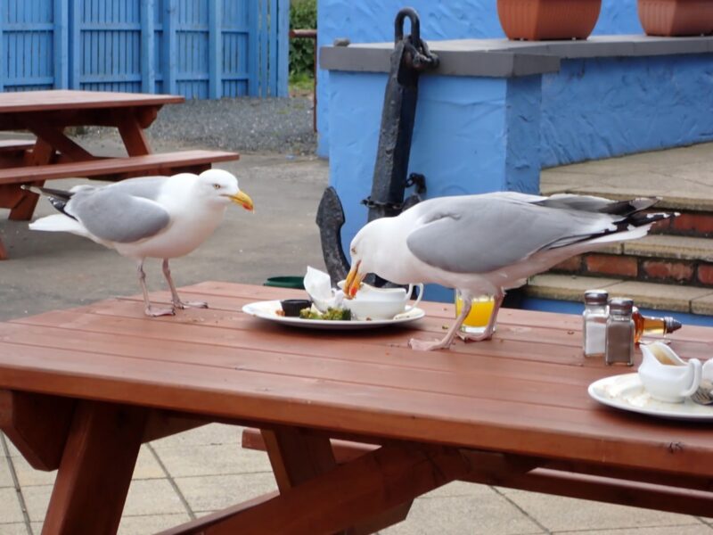 Почему чайки