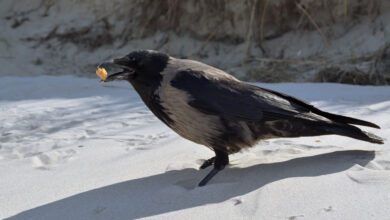 В Гродно на видео попала жадная
