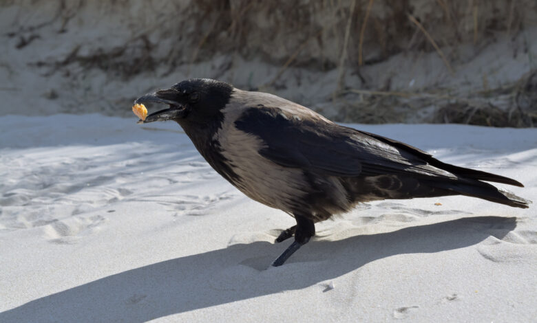 В Гродно на видео попала жадная