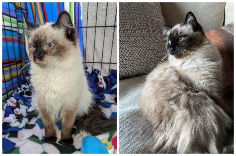 22 фото животных