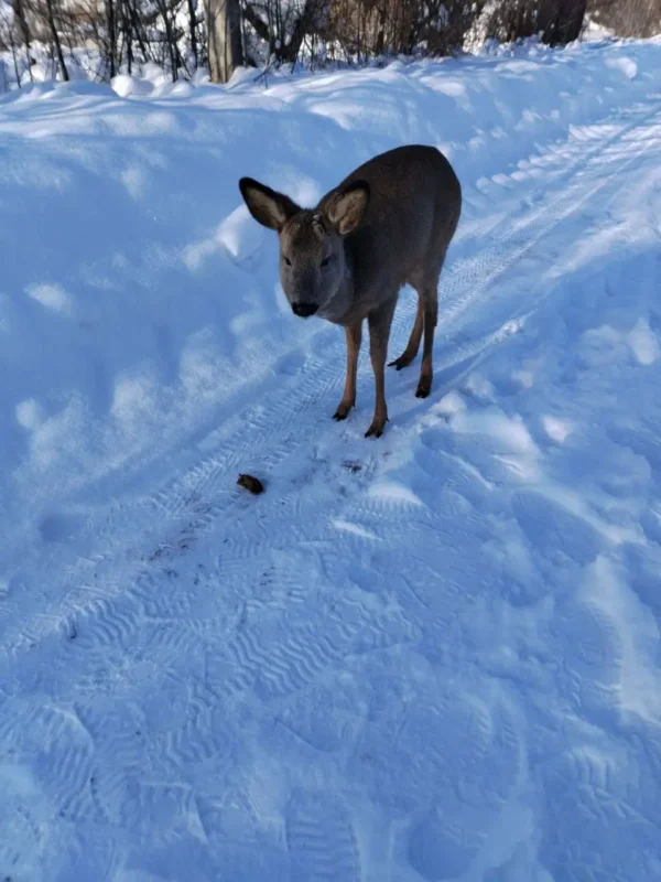 Жители Бобруйска укрыли 