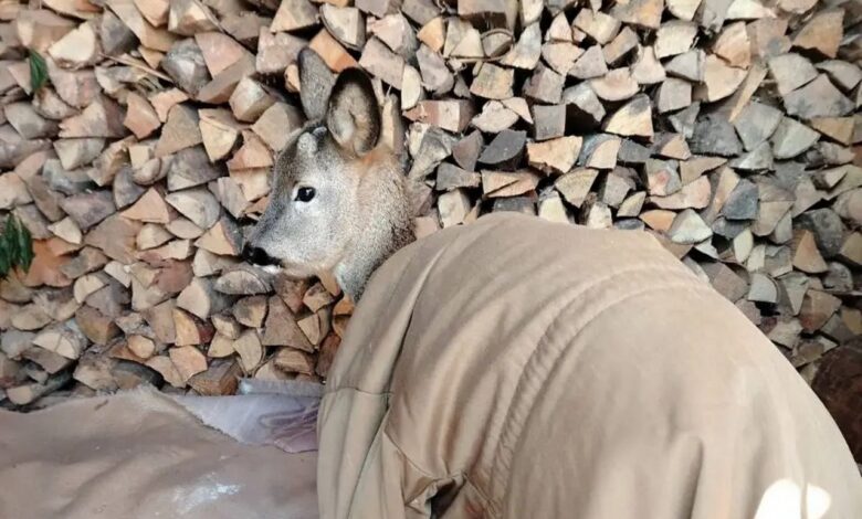 Жители Бобруйска укрыли