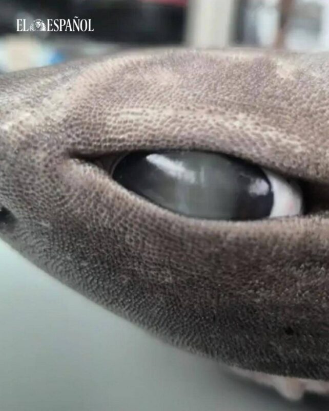 «Инопланетный» облик