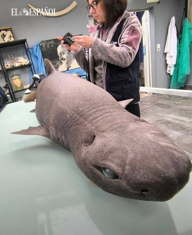 «Инопланетный» облик