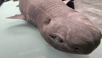 «Инопланетный» облик