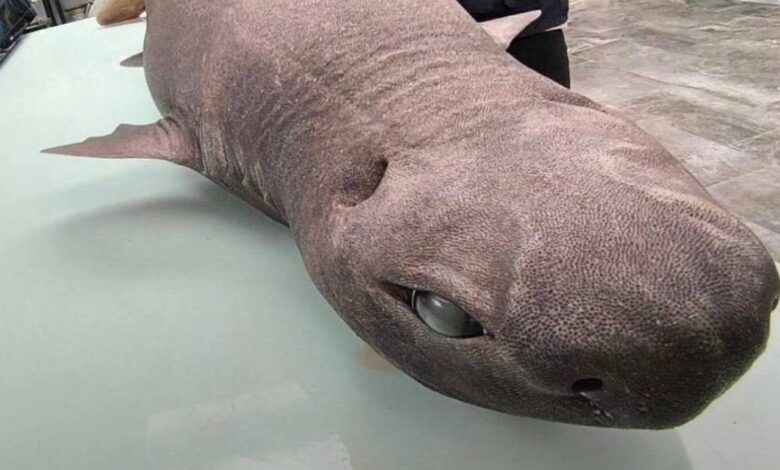 «Инопланетный» облик