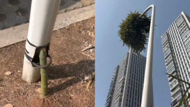 В Китае бамбук пророс