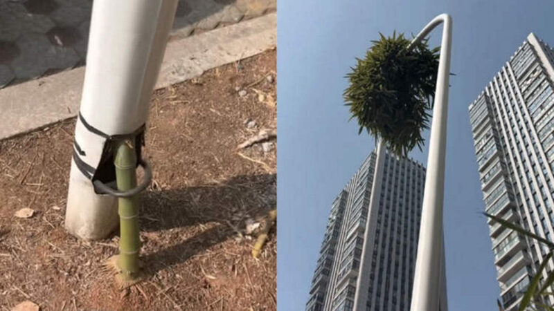 В Китае бамбук пророс