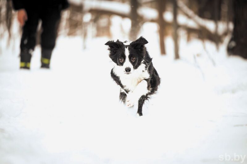 Тренировка МЧС: как