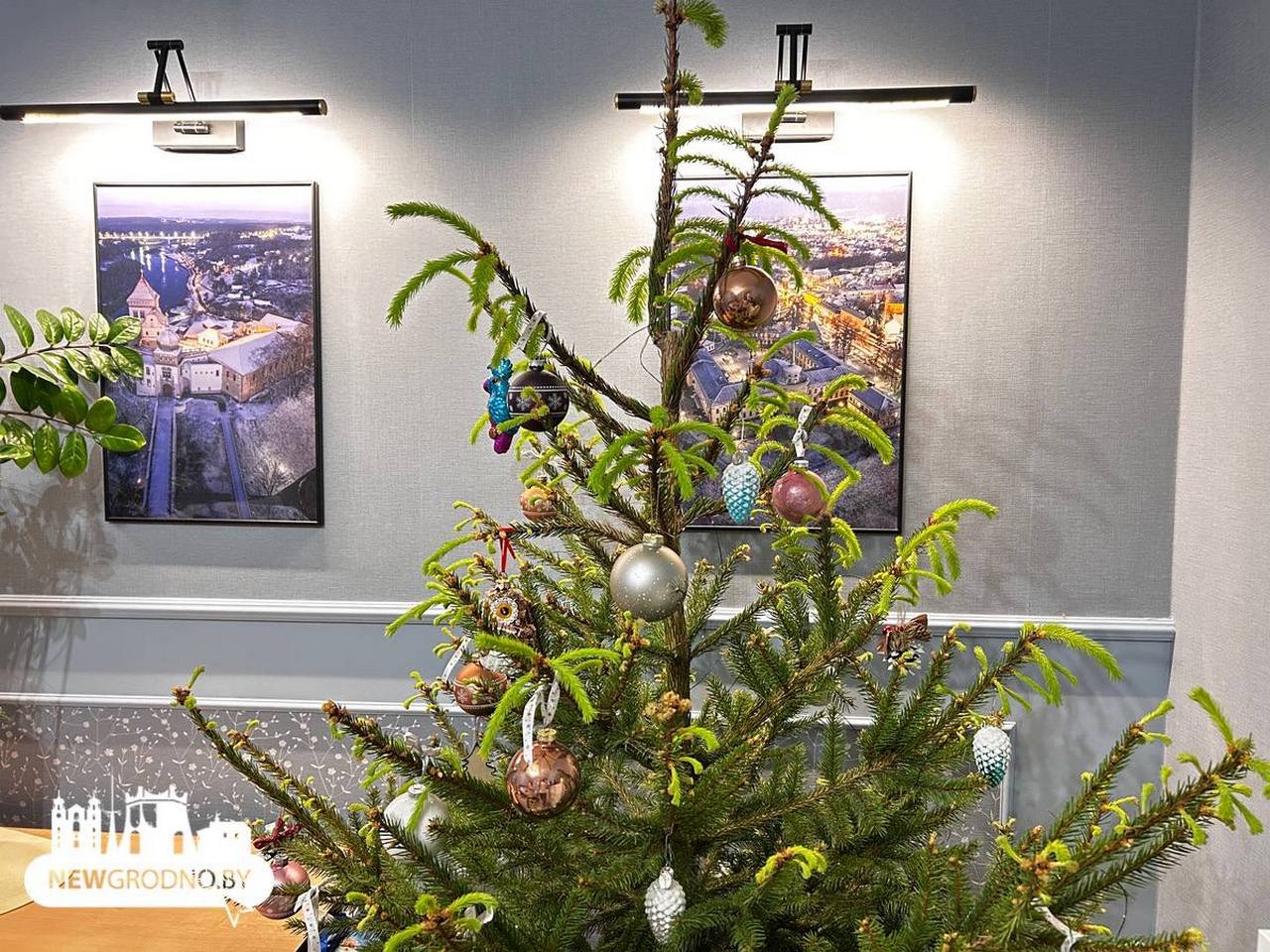 Новогодние ёлки в Гродно вышли из спячки