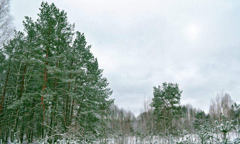 Почему из лесов Беларуси