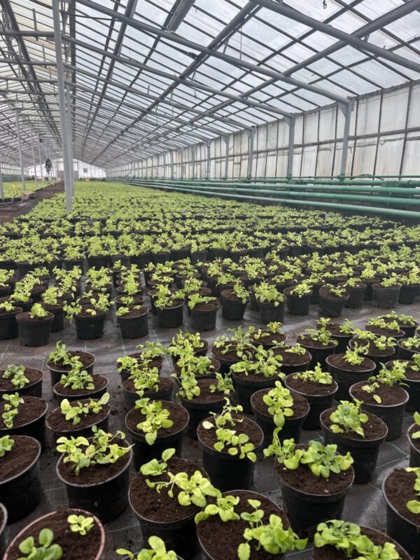 Весеннее преображение Гродно