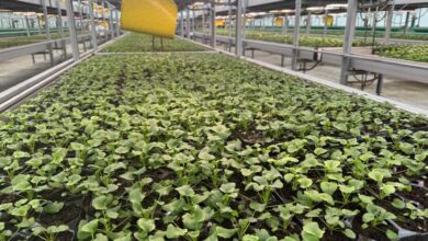 Весеннее преображение Гродно