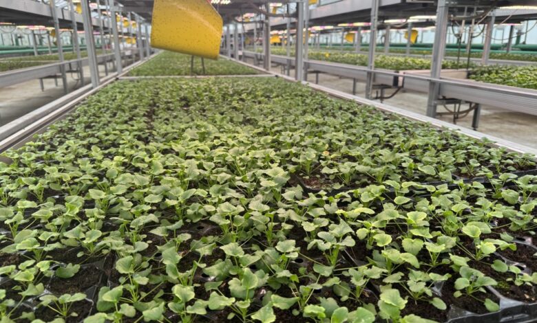 Весеннее преображение Гродно