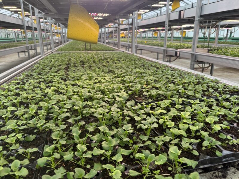 Весеннее преображение Гродно