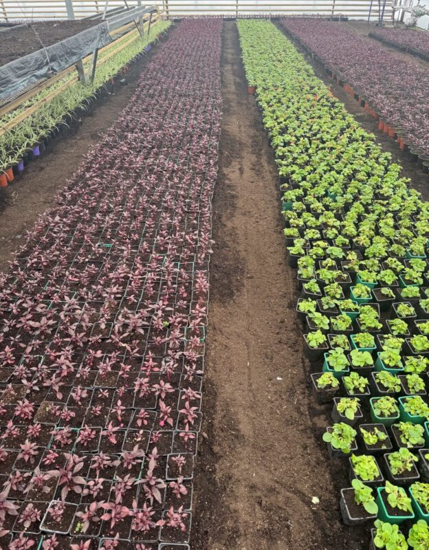 Весеннее преображение Гродно