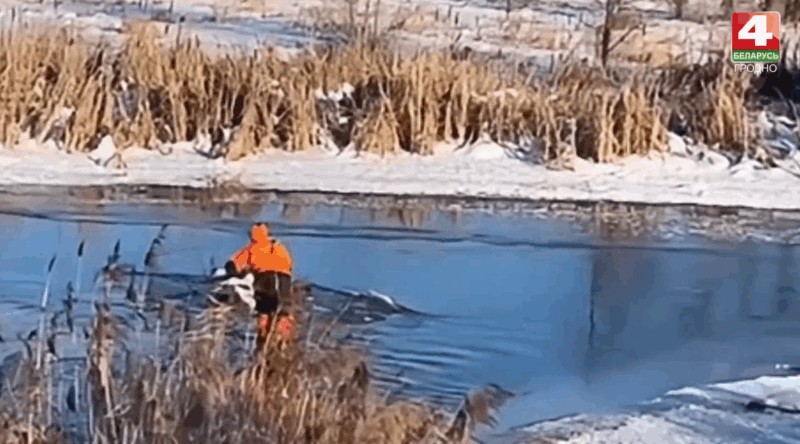 как спасатели освобождали лебедя