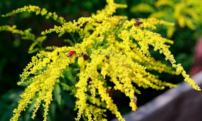 Ученица из Молодечно