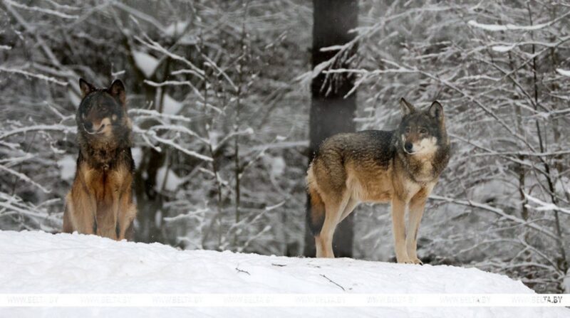 как дикие животные