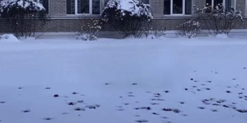 Десятки летучих мышей