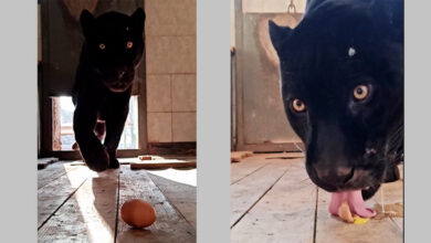 Как в Гродно зимой заманивают