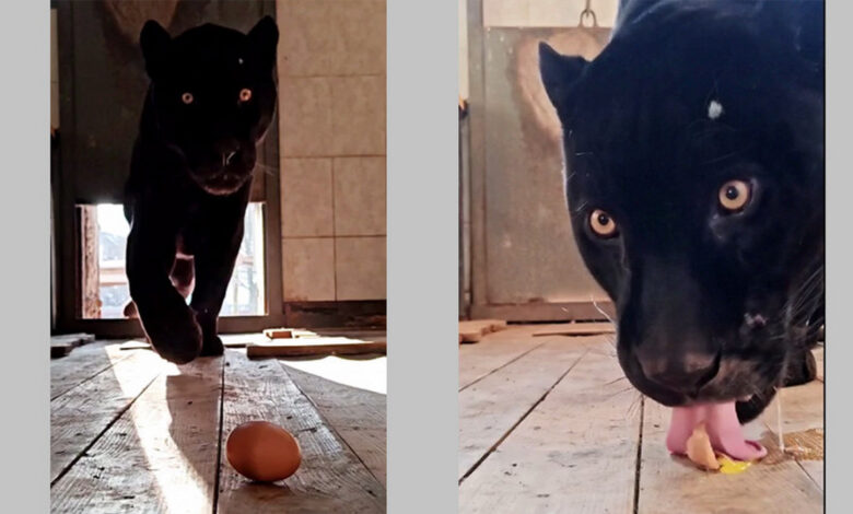 Как в Гродно зимой заманивают