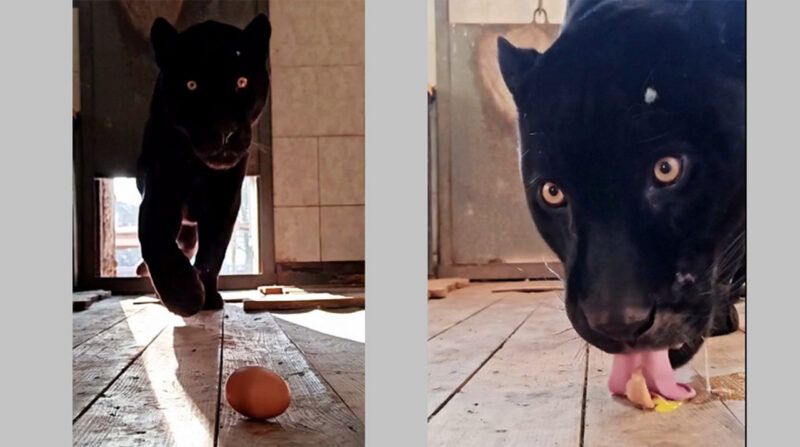 Как в Гродно зимой заманивают