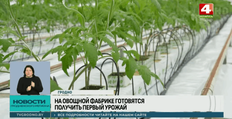 Гродненская овощная фабрика