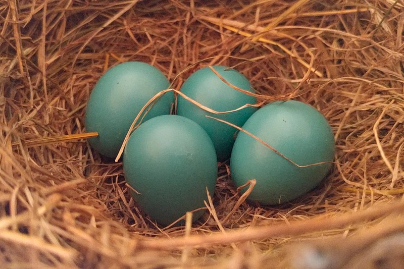 Голубые яйца