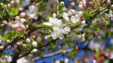 Яблоневые сады высадят