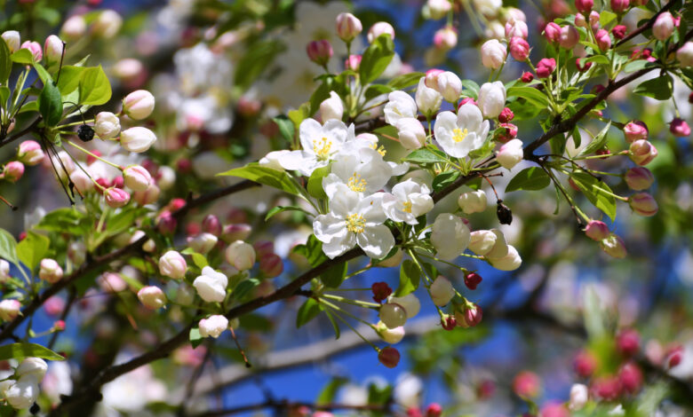 Яблоневые сады высадят