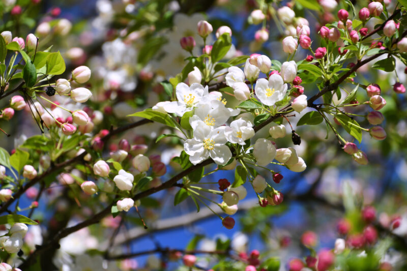Яблоневые сады высадят