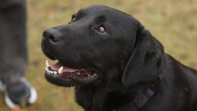 Пёс-герой Дарк номинирован