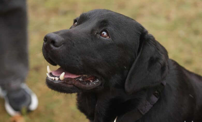 Пёс-герой Дарк номинирован