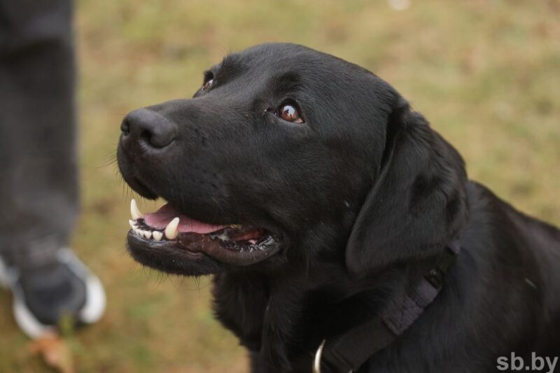 Пёс-герой Дарк номинирован