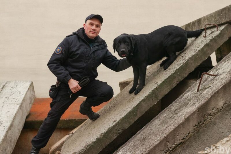 Пёс-герой Дарк номинирован