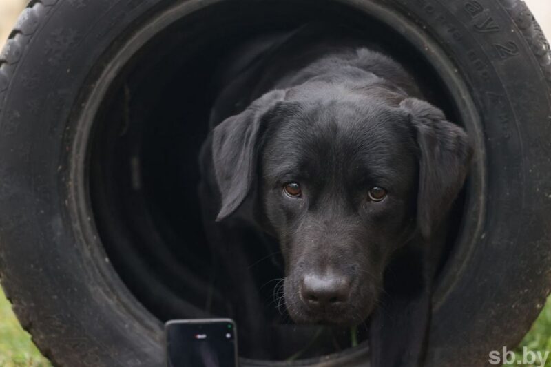 Пёс-герой Дарк номинирован