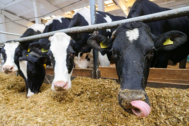 как в Беларуси