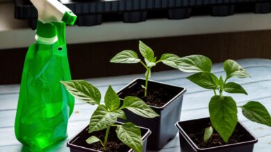 Когда лучше сеять рассаду