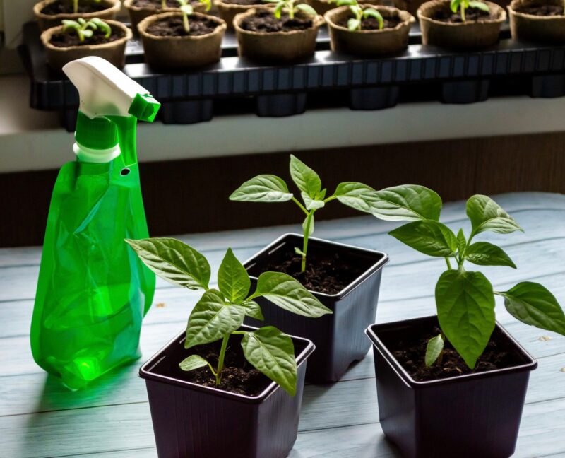 Когда лучше сеять рассаду